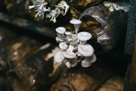 Mushroom farm