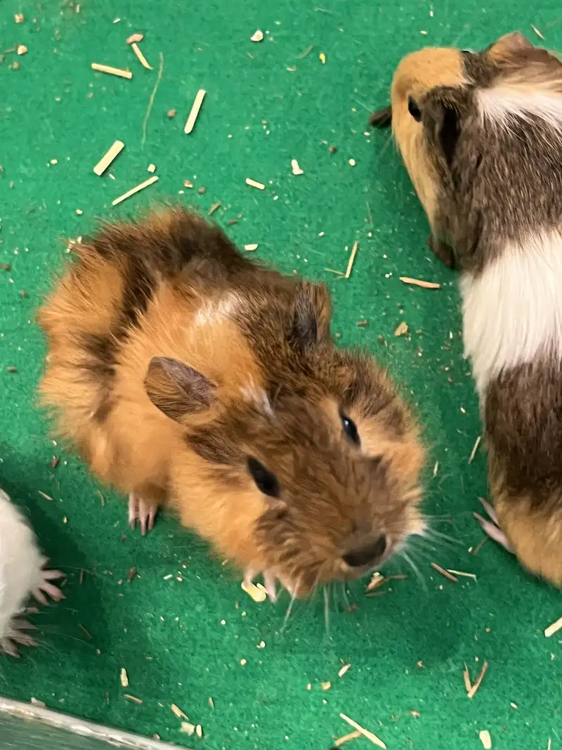 Guinea pigs at Rabbito Cafe